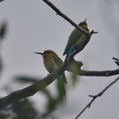 Merops ornatus (Rainbow Bee-eater) at Brunswick Heads, NSW - 26 Mar 2024 by macmad