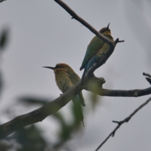 Merops ornatus at Wallum - 26 Mar 2024 03:42 PM