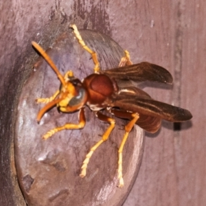 Polistes (Gyrostoma) schach at Bourke, NSW - 5 Aug 2022 12:32 PM