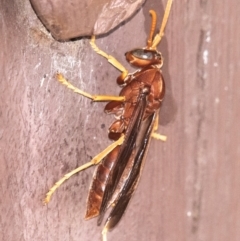 Polistes (Gyrostoma) schach at Bourke, NSW - 5 Aug 2022 12:32 PM