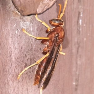 Polistes (Gyrostoma) schach at Bourke, NSW - 5 Aug 2022 12:32 PM