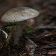 Unidentified Fungus at Wallum - 26 Mar 2024 by macmad