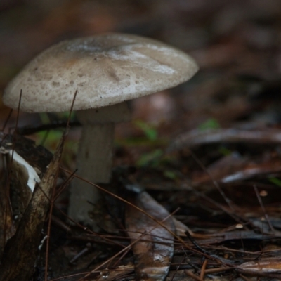 Unverified Fungus at Wallum - 26 Mar 2024 by macmad