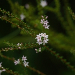 Epacris pulchella (Wallum Heath) at Brunswick Heads, NSW - 26 Mar 2024 by macmad