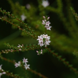 Epacris pulchella at Wallum - 26 Mar 2024