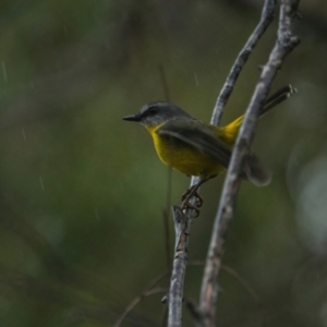 Eopsaltria australis (Eastern Yellow Robin) at Brunswick Heads, NSW by macmad