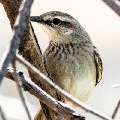 Cincloramphus mathewsi (Rufous Songlark) at Bourke, NSW - 5 Aug 2022 by Petesteamer