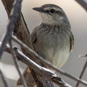 Cincloramphus mathewsi at Bourke, NSW - 5 Aug 2022