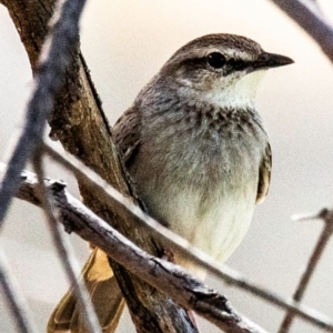 Cincloramphus mathewsi at Bourke, NSW - 5 Aug 2022