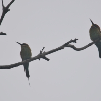 Merops ornatus (Rainbow Bee-eater) at Wallum - 26 Mar 2024 by macmad