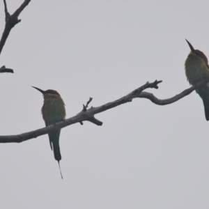 Merops ornatus (Rainbow Bee-eater) at Wallum by macmad