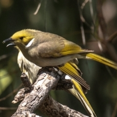 Ptilotula penicillata (White-plumed Honeyeater) at Bourke, NSW - 5 Aug 2022 by Petesteamer