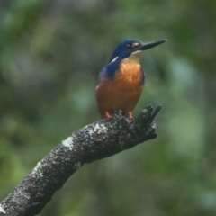 Ceyx azureus (Azure Kingfisher) at Brunswick Heads, NSW - 26 Mar 2024 by macmad