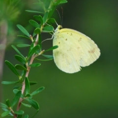 Unidentified Butterfly (Lepidoptera, Rhopalocera) at Wallum - 27 Mar 2024 by macmad