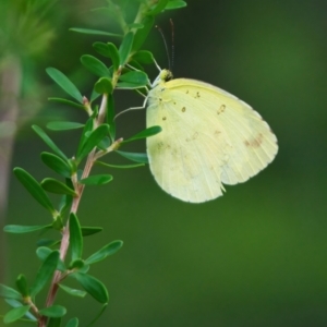 Eurema sp. (Genus) at Wallum - 27 Mar 2024 04:00 PM