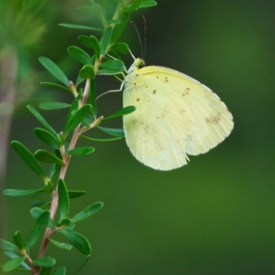 Unidentified Butterfly (Lepidoptera, Rhopalocera) at Wallum - 27 Mar 2024 by macmad