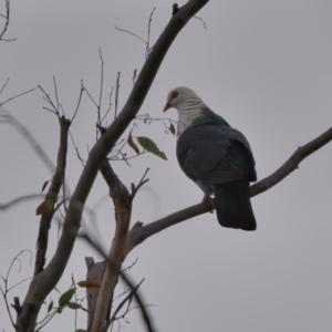 Columba leucomela at Wallum - 27 Mar 2024 04:02 PM