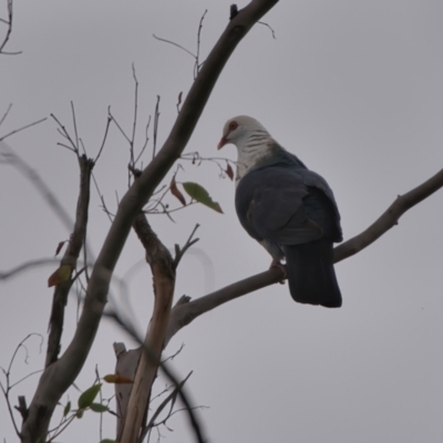 Columba leucomela (White-headed Pigeon) at Brunswick Heads, NSW - 27 Mar 2024 by macmad