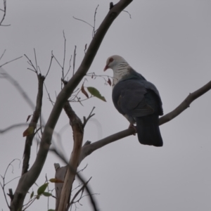 Columba leucomela (White-headed Pigeon) at Wallum by macmad