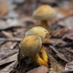 Unidentified Fungus at Wallum - 27 Mar 2024 by macmad