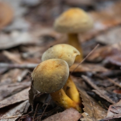 Unverified Fungus at Wallum - 27 Mar 2024 by macmad