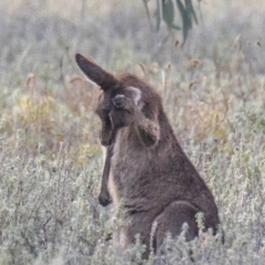 Macropus giganteus (Eastern Grey Kangaroo) at Bourke, NSW - 5 Aug 2022 by Petesteamer
