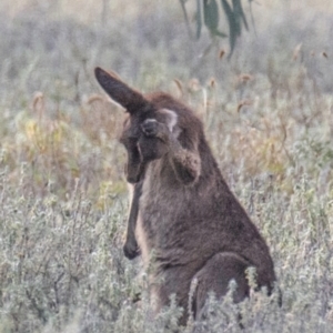 Macropus giganteus (Eastern Grey Kangaroo) at Bourke, NSW by Petesteamer
