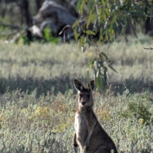 Macropus giganteus at Bourke, NSW - 5 Aug 2022