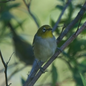 Zosterops lateralis at Wallum - 29 Mar 2024 08:28 AM