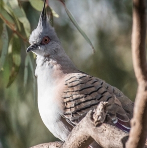 Ocyphaps lophotes (Crested Pigeon) at Bourke, NSW by Petesteamer