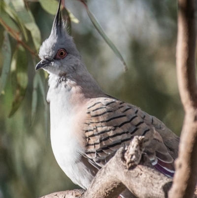 Ocyphaps lophotes (Crested Pigeon) at Bourke, NSW - 5 Aug 2022 by Petesteamer