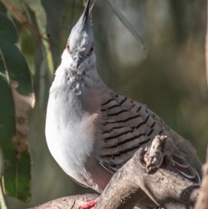 Ocyphaps lophotes at Bourke, NSW - 5 Aug 2022