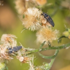 Hippodamia variegata (Spotted Amber Ladybird) at Higgins, ACT - 3 Mar 2024 by AlisonMilton