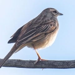 Cincloramphus mathewsi at Bourke, NSW - 5 Aug 2022 04:10 PM