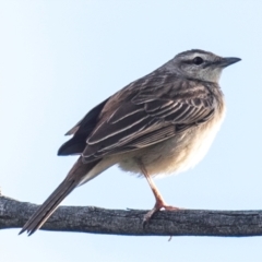 Cincloramphus mathewsi at Bourke, NSW - 5 Aug 2022 04:10 PM