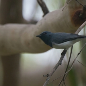 Myiagra rubecula at Wallum - 29 Mar 2024