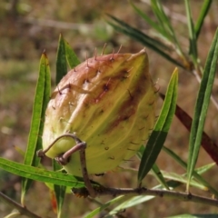 Gomphocarpus fruticosus (Narrow-leaved Cotton Bush) at Urambi Hills - 27 Apr 2024 by AndyRoo