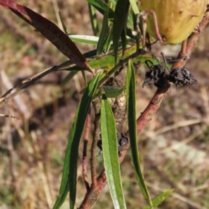 Gomphocarpus fruticosus at Urambi Hills - 27 Apr 2024