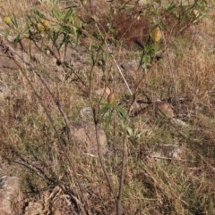 Gomphocarpus fruticosus at Urambi Hills - 27 Apr 2024 03:23 PM