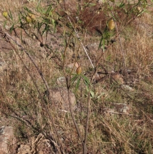 Gomphocarpus fruticosus at Urambi Hills - 27 Apr 2024