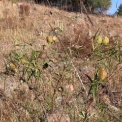 Gomphocarpus fruticosus at Urambi Hills - 27 Apr 2024