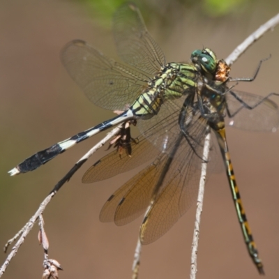 Unidentified Dragonfly or Damselfly (Odonata) at Wallum - 30 Mar 2024 by macmad