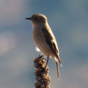 Petroica phoenicea at Urambi Hills - 27 Apr 2024 03:42 PM