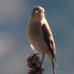 Petroica phoenicea at Urambi Hills - 27 Apr 2024