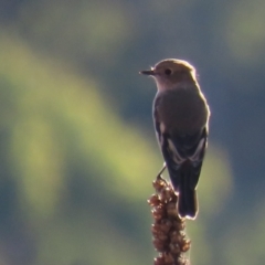 Petroica phoenicea at Urambi Hills - 27 Apr 2024 03:42 PM