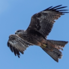 Milvus migrans (Black Kite) at Brewarrina, NSW - 6 Aug 2022 by Petesteamer