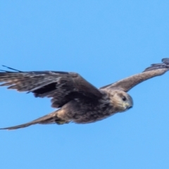 Milvus migrans at Brewarrina, NSW - 6 Aug 2022