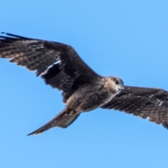 Milvus migrans at Brewarrina, NSW - 6 Aug 2022 01:39 PM