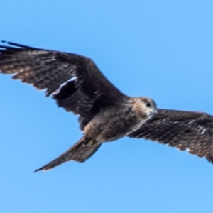 Milvus migrans at Brewarrina, NSW - 6 Aug 2022