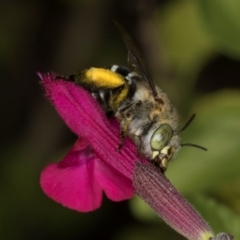 Amegilla (Zonamegilla) asserta (Blue Banded Bee) at Higgins, ACT - 4 Mar 2024 by AlisonMilton